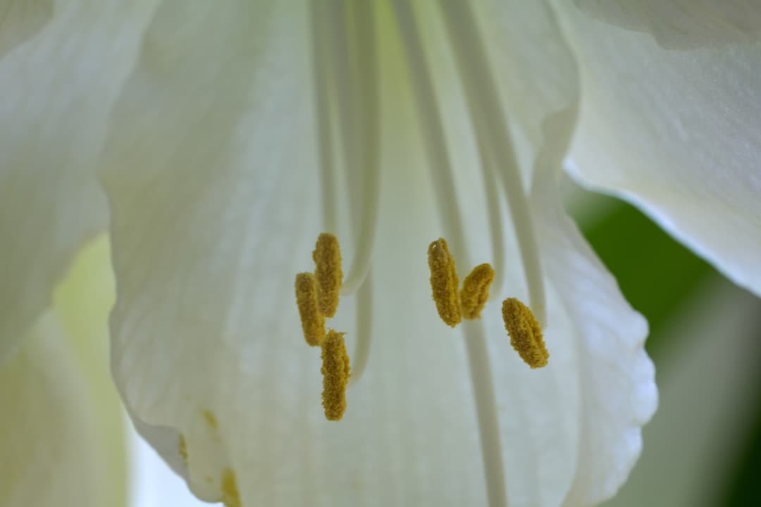 Photo Toothbrush, flowers